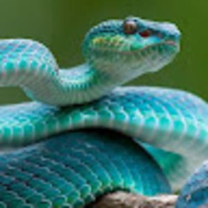 Meet your Posher, _jackofalltrades_